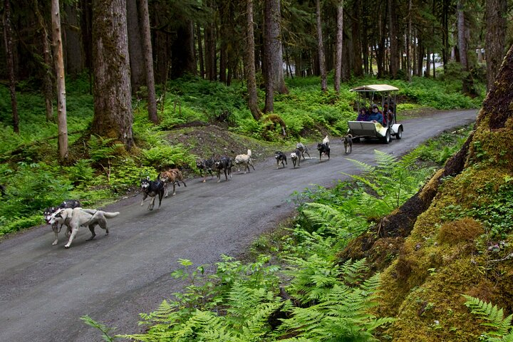 Musher's Camp® & Sled Dog Discovery in Juneau Alaska - Photo 1 of 13
